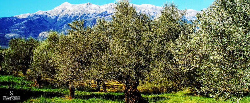 Olive trees sakellaropoulos organic farming
