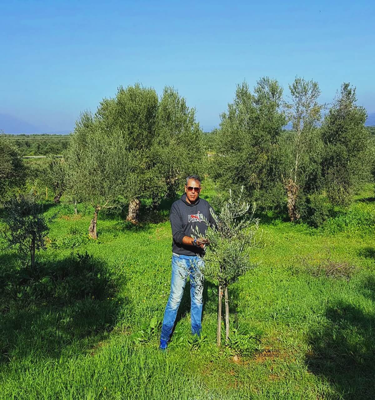 sakellaropoulos organic farming gourmet functional greek record olive oil awards worldwide
