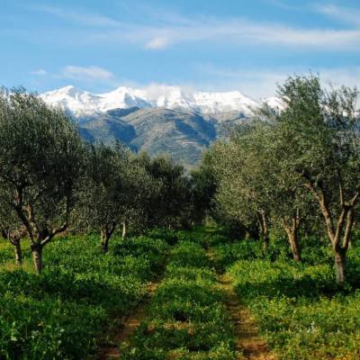 Γ. Σακελλαρόπουλος: Όλη η Ελλάδα ένας βιολογικός ελαιώνας